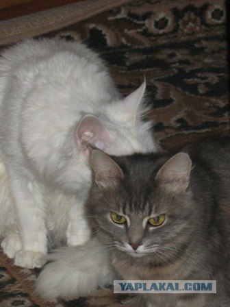 Сонный Котовторник