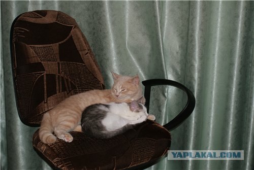 Котовторник (10.01.2012)