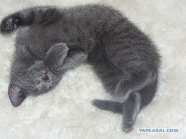 КОТОВТОРНИК (6.03.2012)