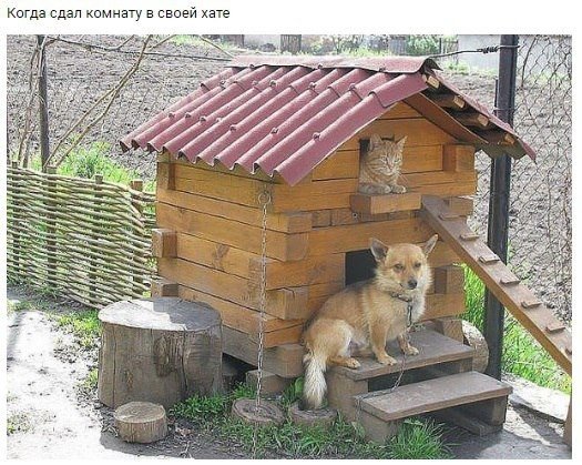 Живность из сети