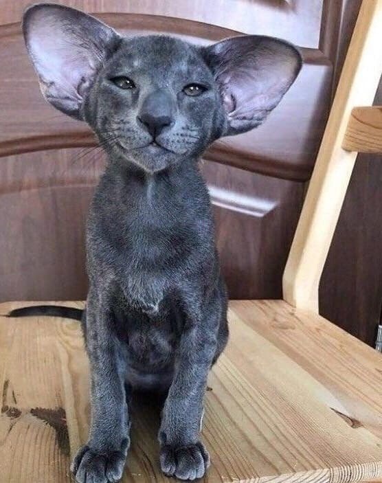 Забавные фото котеек