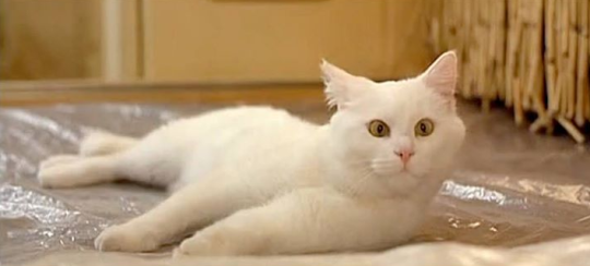 Как отучить кота от вредной привычки?