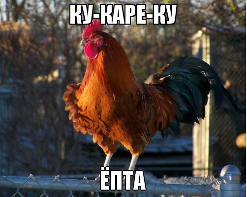 Курикитакату! Курикитаката!