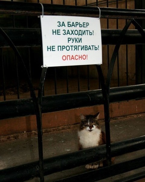 Глазки отдохните: подборка живности всякой