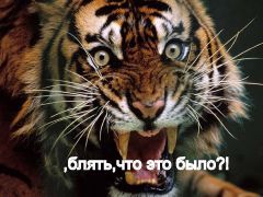Птичка напала на тигра
