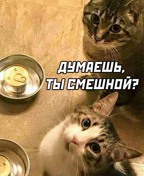 Картинки и мемы для настроения