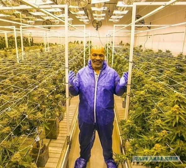 Майк Тайсон со своим урожаем