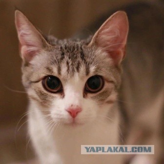 Мариупольские котики экстренно ищут дом