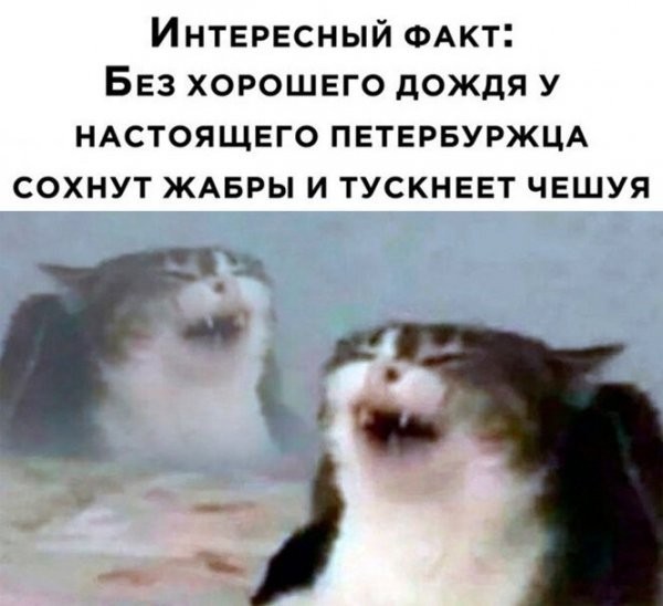 Тупняк на понедельник. 17 шт.