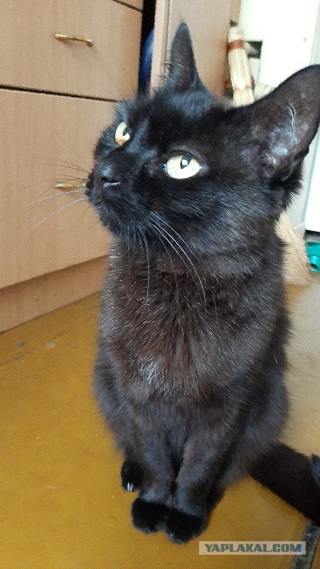 Чёрные коты не такие