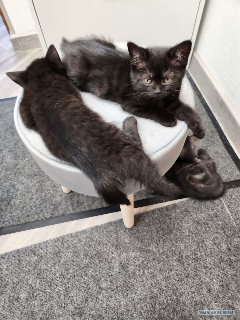 Котовторник