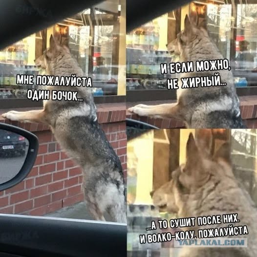 Веселые картинки в понедельник (23.12)