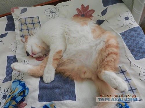 Мелом обвести?