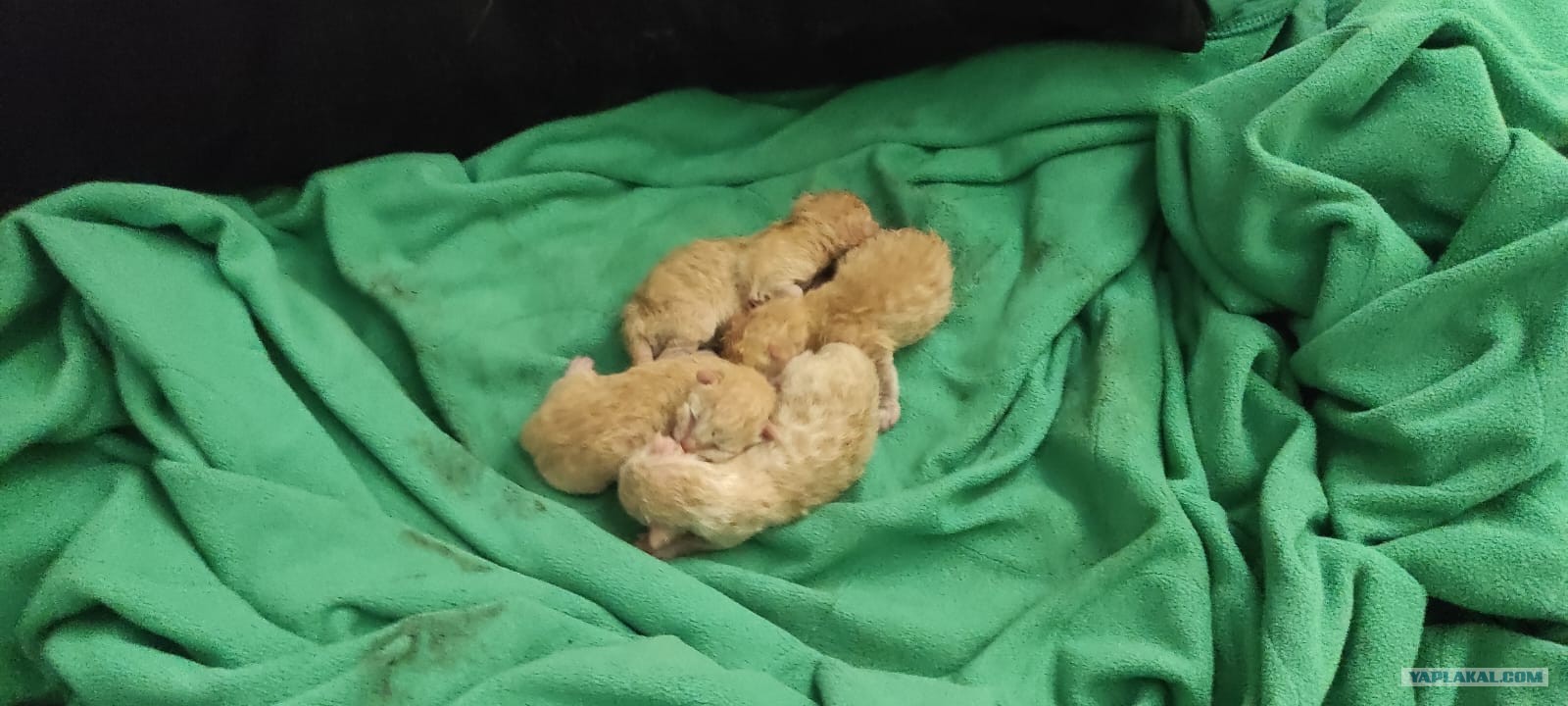Так заканчивается котовторник