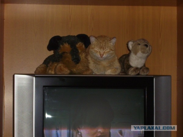 Котовторник 9.07.2013