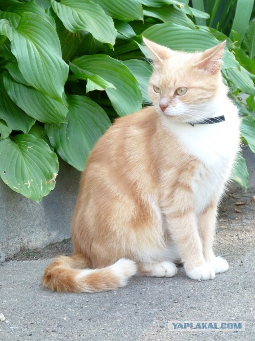 Котовторник 23.07.2013