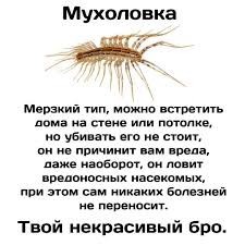 Зверюга