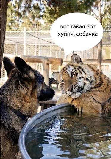 Как я бордель посетил