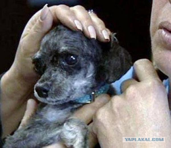 История Шрека – брошенный пес, который нашел дом