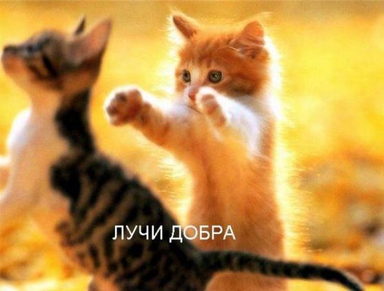 ЯПовцы - это все-таки сила