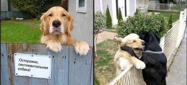 Интернет звезда