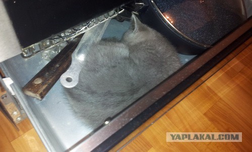 А где прячется ваш кот?