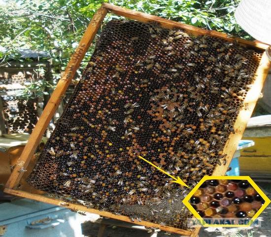 Немного о пчелах и пасеке