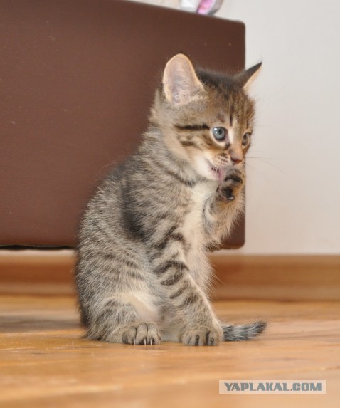 Котенок ест мышь