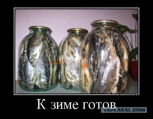 Смешные комментарии из социальных сетей 19.11.14