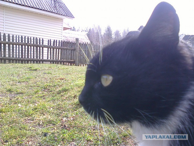 Котовторник 25.11.2014