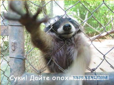 Еноты, вперёд!