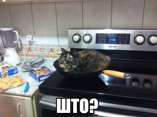 Известные котомемы.