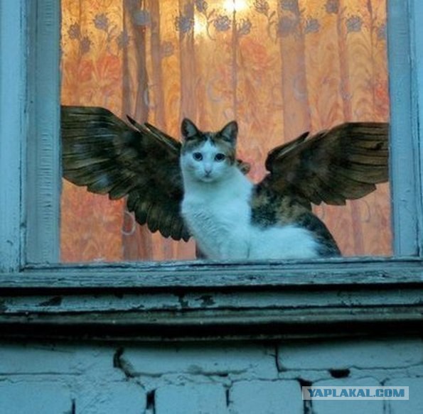 Показалось