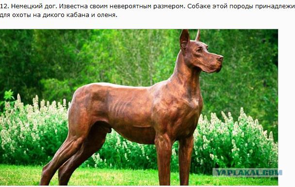 25 самых опасных пород собак