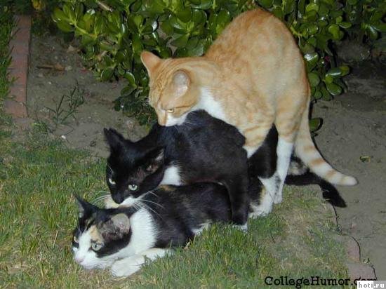 Коты, кошки, котята