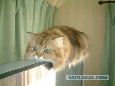 Котовторник