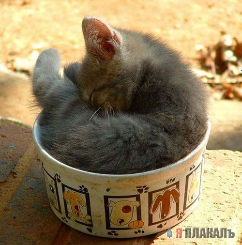 Коты, кошки, котята