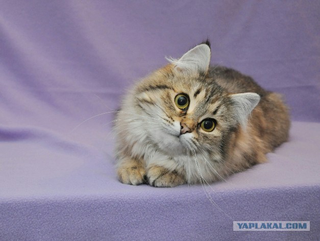 Котовторник