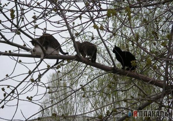 В очередь, кошкины дети