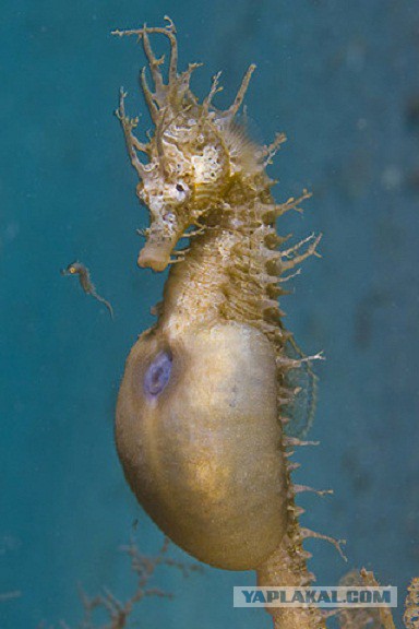 Скоро во всех гнёздах страны!... и не только