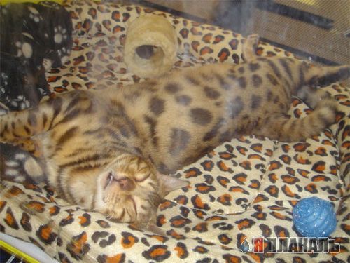 Котовторник!