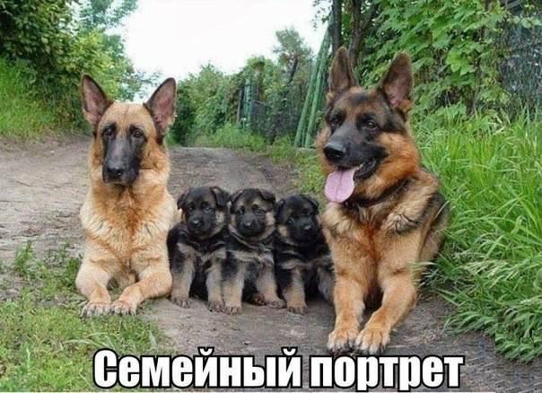Божьи твари