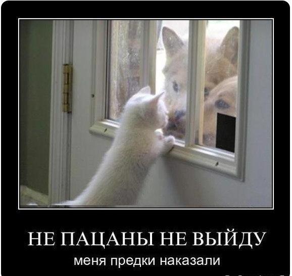 Мохнатые беспредельщики