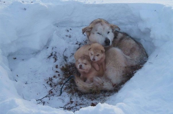 Прикольные животные