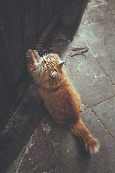 Прикольные животные