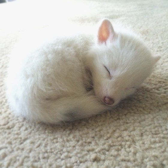 Самые смешные животные
