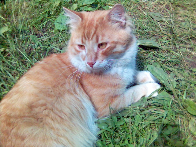 Коты лишними не бывают