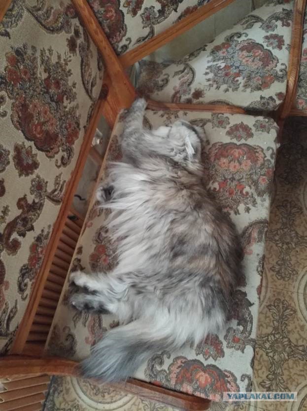 Котовторник 28.03.2017