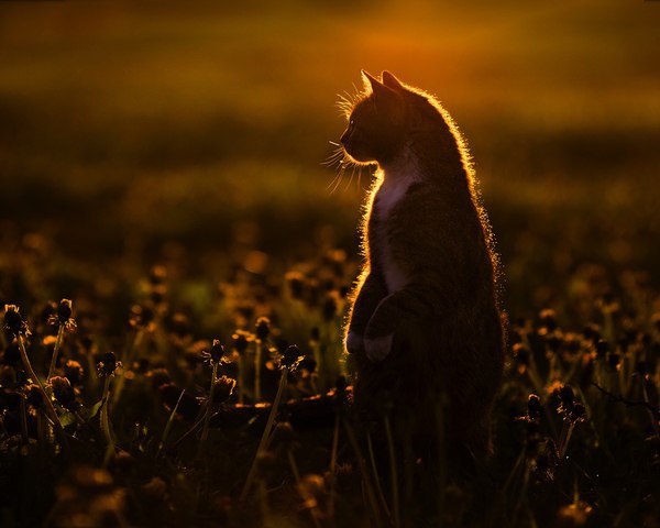 Коты и Кошки