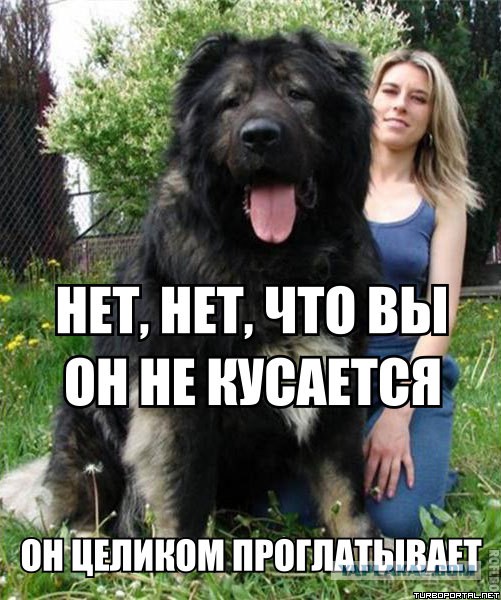 Выводя собаку на улицу, надевайте намордник 18+